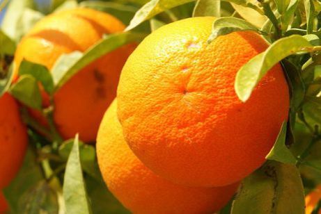 Orange_fruit_Cyprus_PICT8063